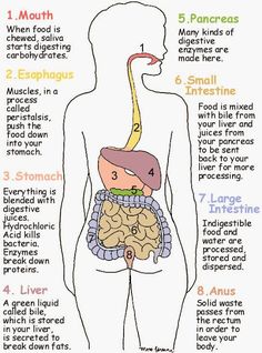 the human body is divided into four sections, including an intestine and stomach