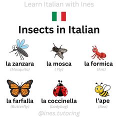 an italian language poster with insects and the words insects in italian on it