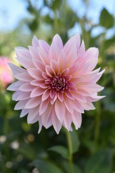 a pink flower with green leaves in the background