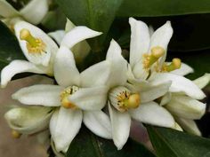 white flowers are blooming on green leaves