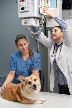 a dog is being examined by a veterinator in a hospital room with an animal on the table