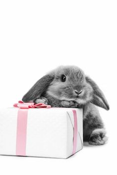 a small rabbit sitting next to a white box with a pink bow on it's head