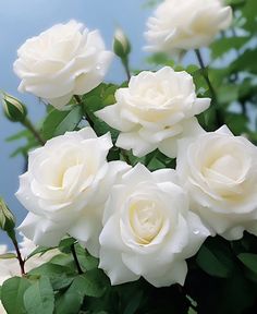 white roses with green leaves in the foreground and blue sky in the back ground