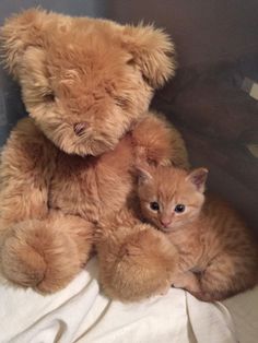 a teddy bear sitting next to a kitten