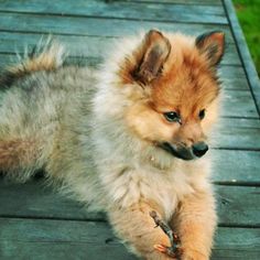 a small brown and white dog standing on top of a wooden walkway next to grass