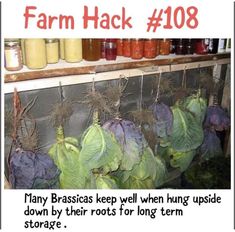 there are many cabbages hanging on the rack with jars behind them that read, farm hack 108