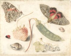 an image of butterflies and other insects on a white background with leaves, flowers, and shells