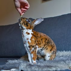 a person is petting a small brown and white rabbit sitting on a gray couch