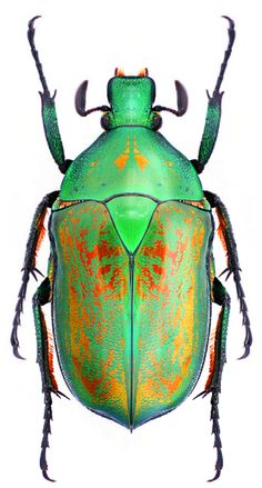 a green bug with orange spots on it's back legs and two long antennae