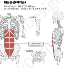 the muscles are labeled in english and korean text, with an illustration of their location