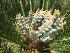 a close up of a palm tree with lots of fruit on it's branches