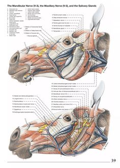 diagram of the muscles and their major structures, including the head, neck, and lower limbs