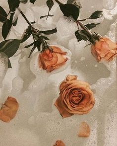 three roses sitting in ice on top of a table