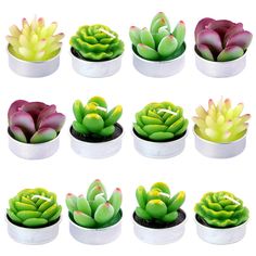 twelve succulents in small white pots on a white background, each with different colors