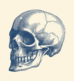 a drawing of a human skull with the lower jaw missing from it's left side