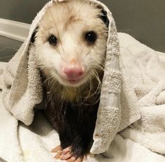 a ferret is wrapped up in a towel