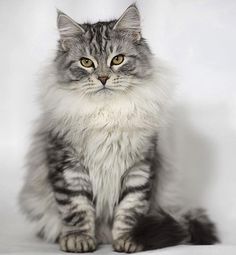 a long haired gray and white cat sitting down