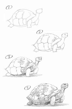 How to draw tortoise. Step-by-step tutorial. How To Draw A Tortoise Step By Step, Cartoon Tortoise Drawing, Tortoise Drawing Illustrations, Turtle Drawing Tutorial, Tortoise Drawing Simple, How To Draw A Tortoise, How To Draw A Turtle Step By Step, Cute Tortoise Drawing, How To Draw A Turtle