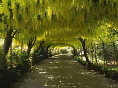 a pathway lined with trees and bushes leading into the distance