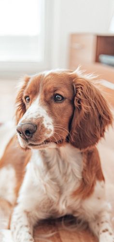 a brown and white dog sitting on top of a wooden floor