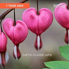 Bleeding Hearts ♡♡ Ups