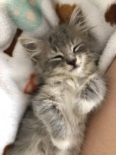 a small kitten sleeping on top of someone's arm with it's eyes closed