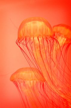 two jellyfishs are swimming in the water with their tentacles stretched out to look like they're floating