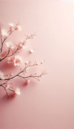 a branch with white flowers on a pink background