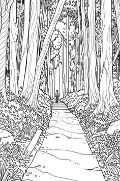 Forest hiking trail with sunlight