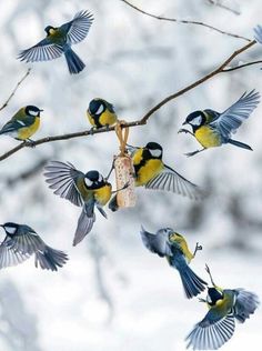 a flock of birds flying next to each other on a tree branch in the snow