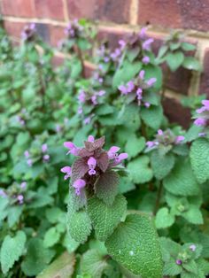 small purple flowers growing in the middle of some green leaves on a brick wall behind them