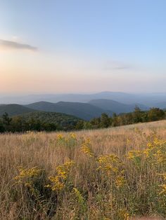 a field with tall grass and yellow flowers in the foreground, mountains in the distance