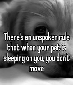 a dog laying on top of a bed next to a quote that reads, there's an unspoken rules that when your pet is sleeping on you, you, you don't move