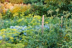 a garden filled with lots of green plants next to tall wooden poles in the grass