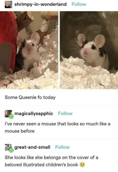 two pictures of mice in a cage with the caption'some queenie for today '