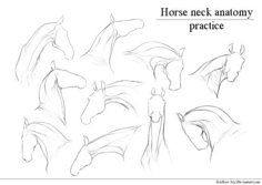 the horse neck anatomy is shown in black and white, as well as an image of its