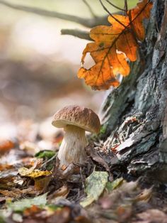 a mushroom sitting on the ground next to a tree