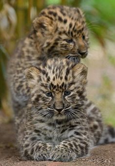 two baby cheetah cubs playing on the ground