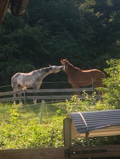 two horses standing next to each other on a lush green field