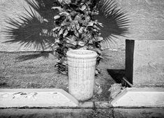 a black and white photo of a plant next to a trash can on the sidewalk