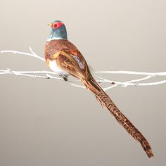 a colorful bird sitting on top of a white twig next to a gray wall