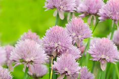 purple flowers are blooming in the garden