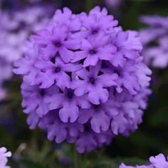 purple flowers are blooming in the garden