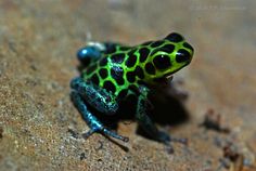 a green and black frog sitting on top of a rock