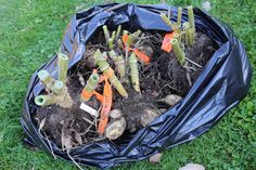 there are many carrots growing out of the ground in a bag on the grass