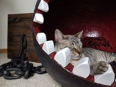 a cat that is laying down in a ball with marshmallows on it