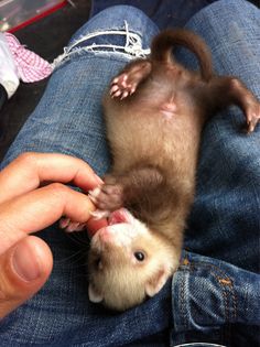 a ferret is being held in someone's lap