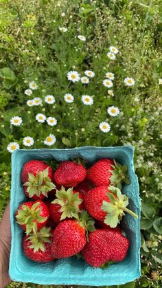 a person holding a blue box full of strawberries in the grass and daisies