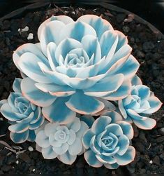 three blue succulents are in a black pot on the ground next to gravel