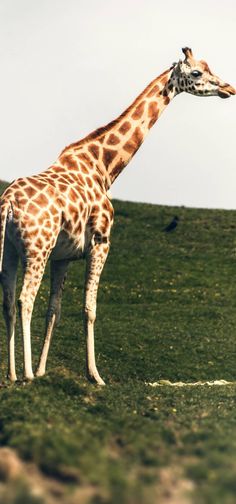 a giraffe standing on top of a lush green field